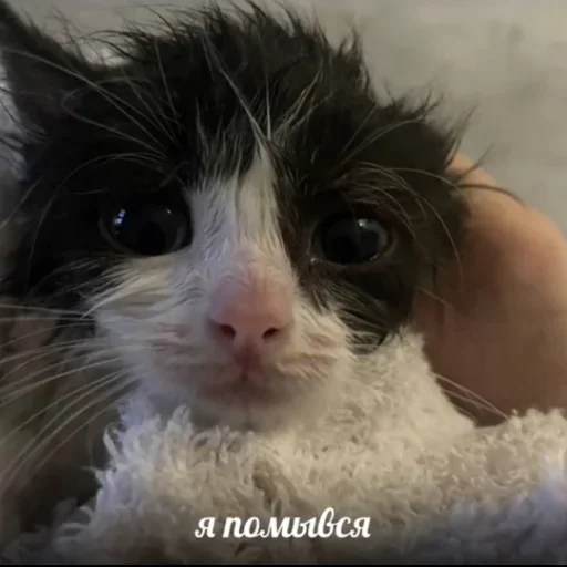 🐈 Стикер «shlrona» для Telegram