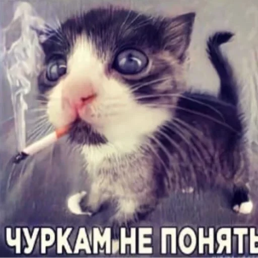 🤍 Стикер «shlrona» для Telegram