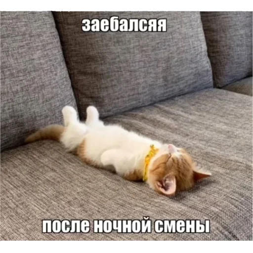 🐜 Стикер «shlrona» для Telegram