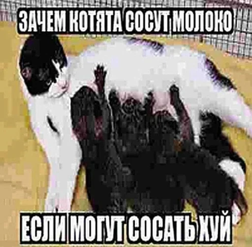 🐜 Стикер «shlrona» для Telegram