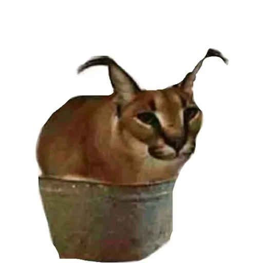 💚 Стикер «Шлепа 3» для Telegram
