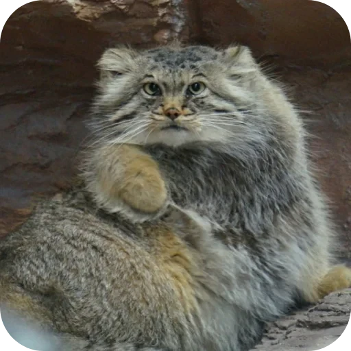 🥰 Стикер «Шлепа Классический» для Telegram