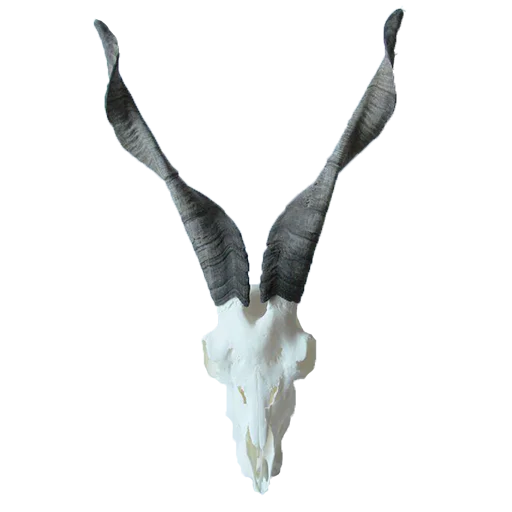 💀 Стикер «shop.nevzorov.tv» для Telegram