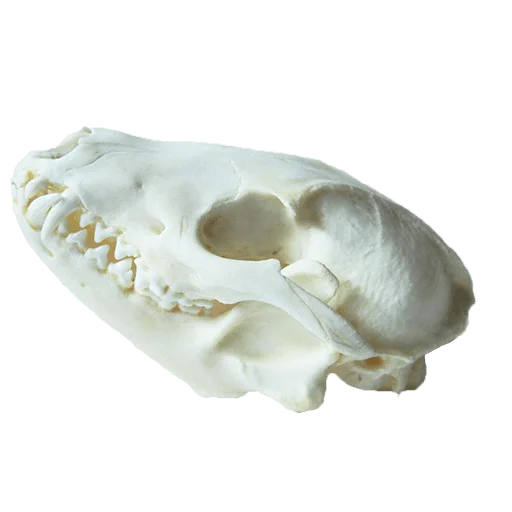 💀 Стикер «shop.nevzorov.tv» для Telegram