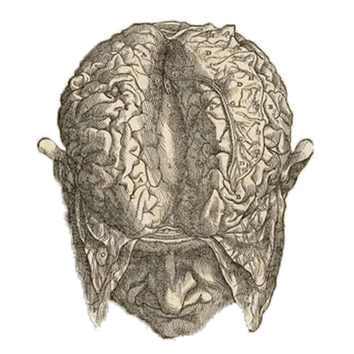 🧠 Стикер «shop.nevzorov.tv» для Telegram