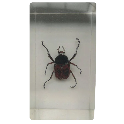 🐞 Стикер «shop.nevzorov.tv» для Telegram