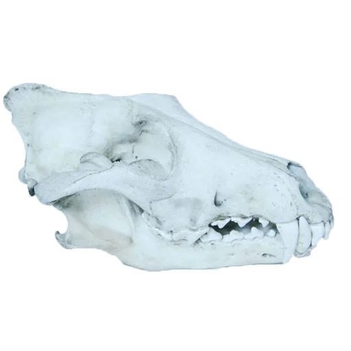 💀 Стикер «shop.nevzorov.tv» для Telegram