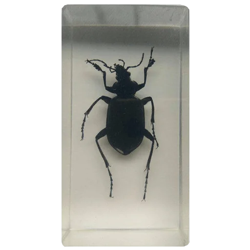 🐞 Стикер «shop.nevzorov.tv» для Telegram