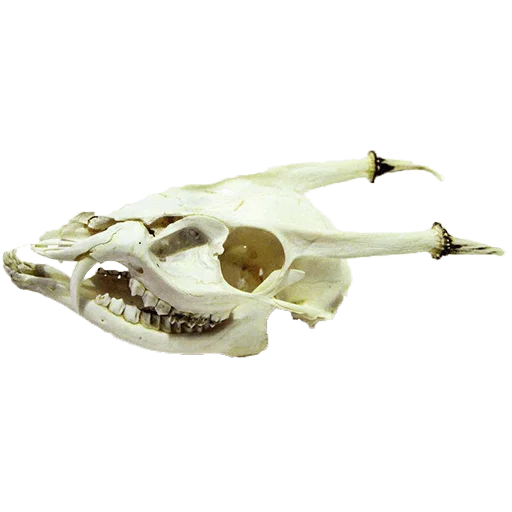 💀 Стикер «shop.nevzorov.tv» для Telegram