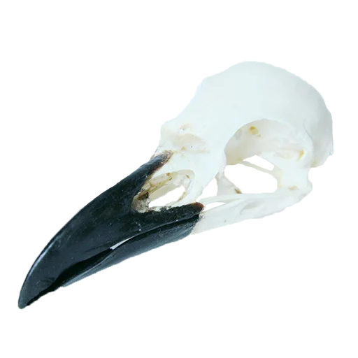 🐦 Стикер «shop.nevzorov.tv» для Telegram
