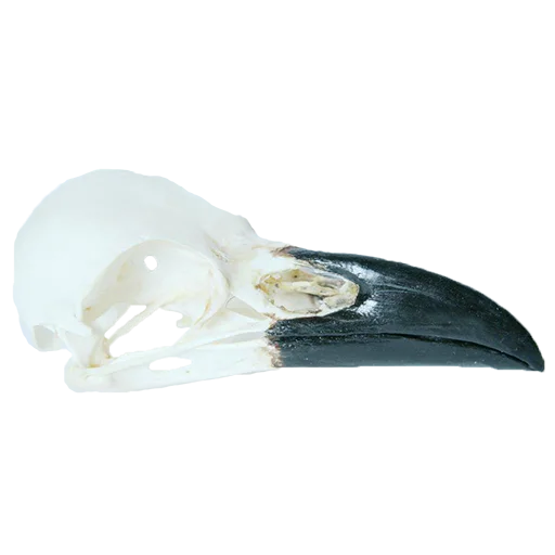 💀 Стикер «shop.nevzorov.tv» для Telegram