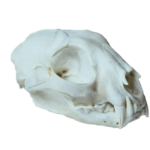 💀 Стикер «shop.nevzorov.tv» для Telegram