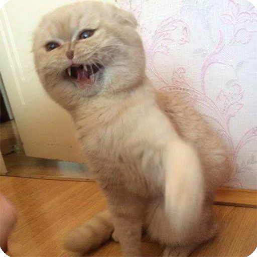 😡 Стикер «Animals?» для Telegram