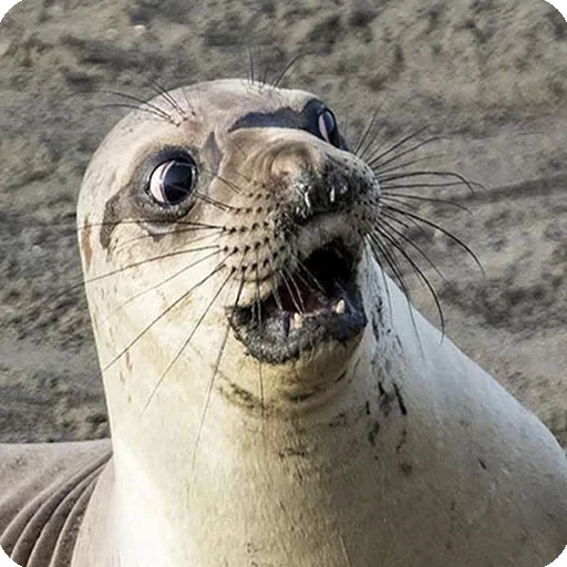 😯 Стикер «Animals?» для Telegram
