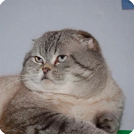 😐 Стикер «Animals?» для Telegram
