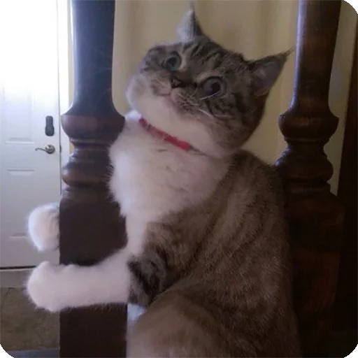 🙃 Стикер «Animals?» для Telegram