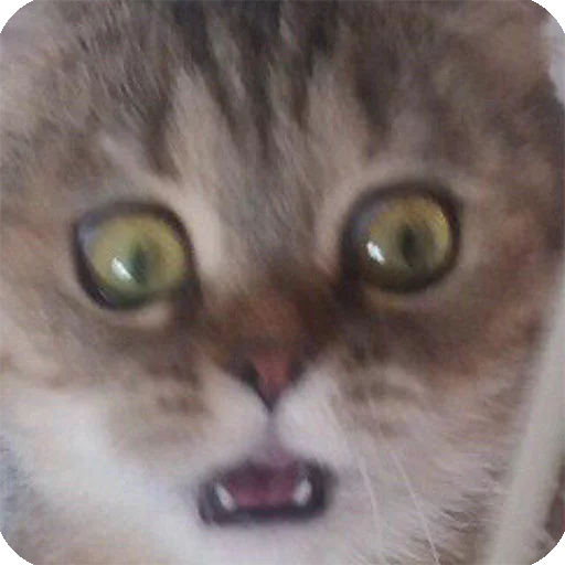 😮 Стикер «Animals?» для Telegram