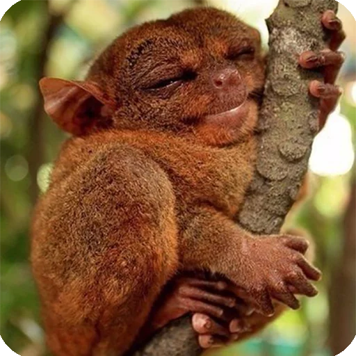 ☺️ Стикер «Animals?» для Telegram