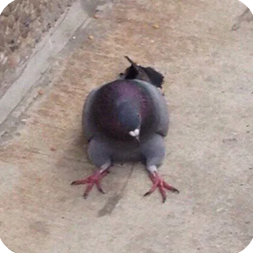 🙁 Стикер «Animals?» для Telegram