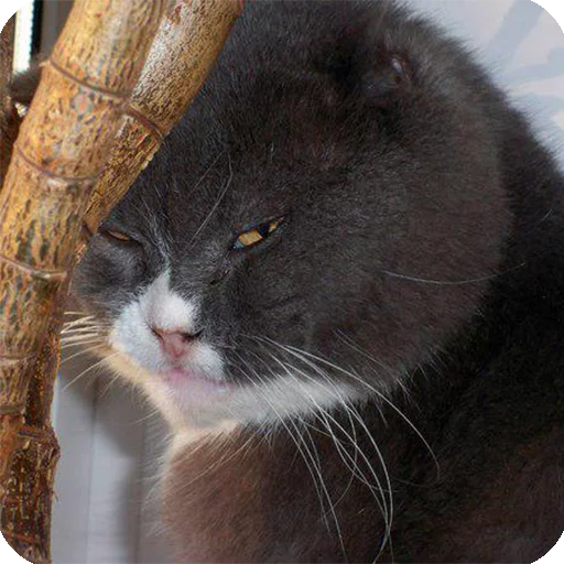 😏 Стикер «Animals?» для Telegram