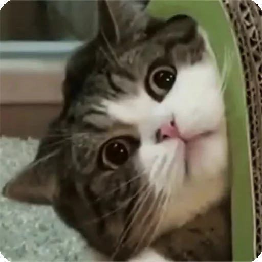😮 Стикер «Animals?» для Telegram