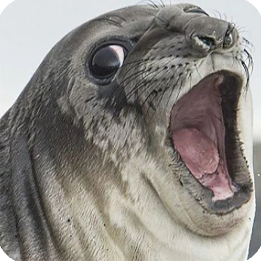 😃 Стикер «Animals?» для Telegram