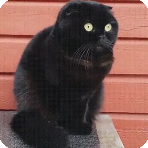 😦 Стикер «Animals?» для Telegram