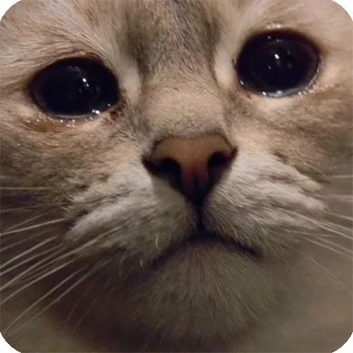 😢 Стикер «Animals?» для Telegram