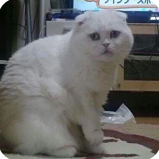 😕 Стикер «Animals?» для Telegram