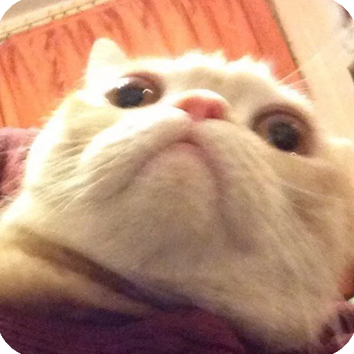 😮 Стикер «Animals?» для Telegram