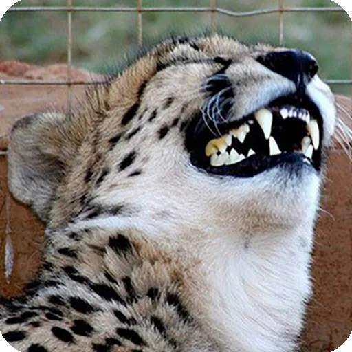 🤣 Стикер «Animals?» для Telegram