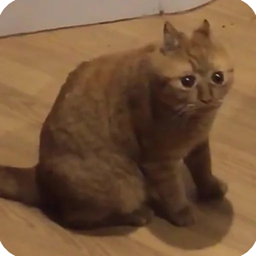😵 Стикер «Animals?» для Telegram