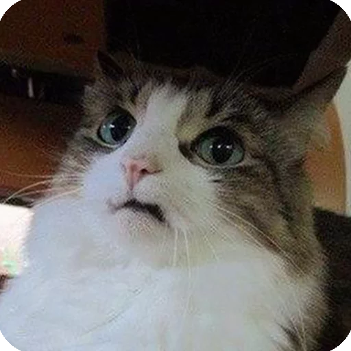 🤔 Стикер «Animals?» для Telegram