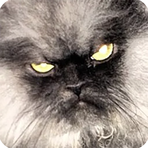 😠 Стикер «Animals?» для Telegram