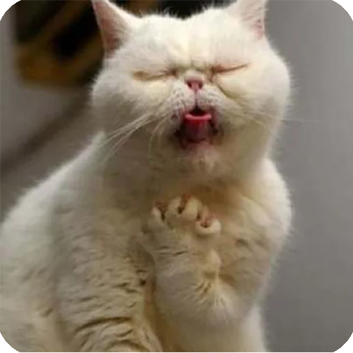 🤗 Стикер «Animals?» для Telegram