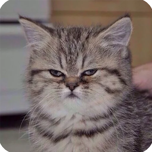 😶 Стикер «Animals?» для Telegram