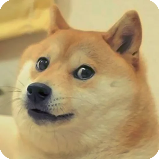😯 Стикер «Animals?» для Telegram