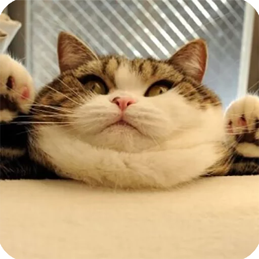 😯 Стикер «Animals?» для Telegram