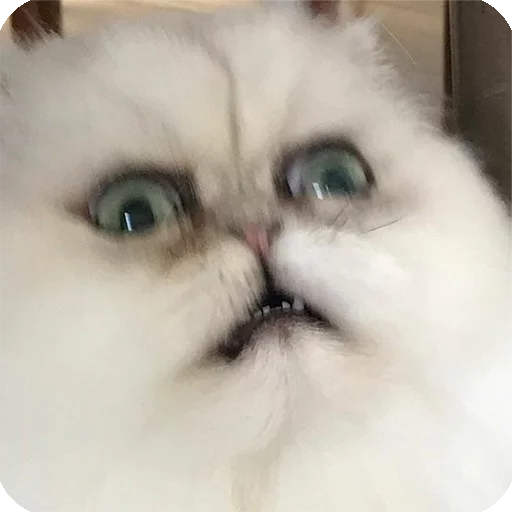 😨 Стикер «Animals?» для Telegram