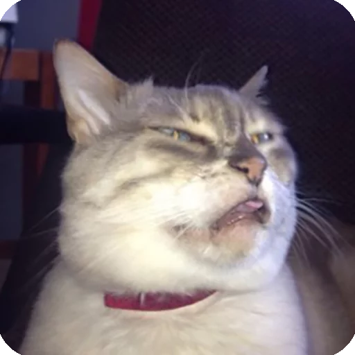 🤢 Стикер «Animals?» для Telegram