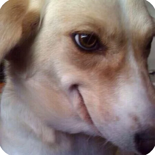 ☺️ Стикер «Animals?» для Telegram