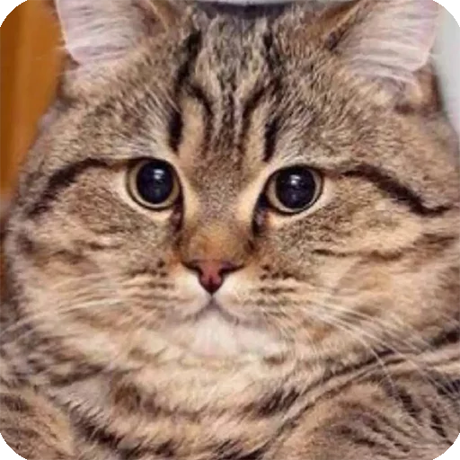 😏 Стикер «Animals?» для Telegram