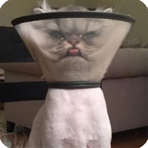 😛 Стикер «Animals?» для Telegram
