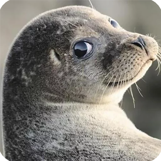 🙂 Стикер «Animals?» для Telegram