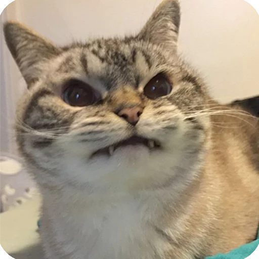 😠 Стикер «Animals?» для Telegram