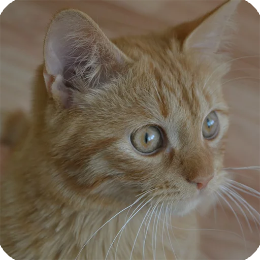 💩 Стикер «Animals?» для Telegram