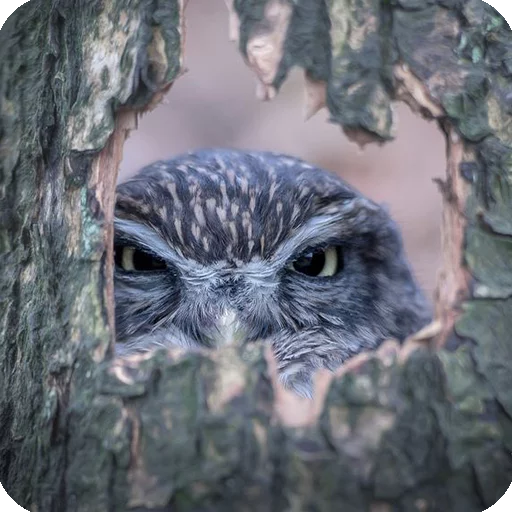 😑 Стикер «Animals?» для Telegram