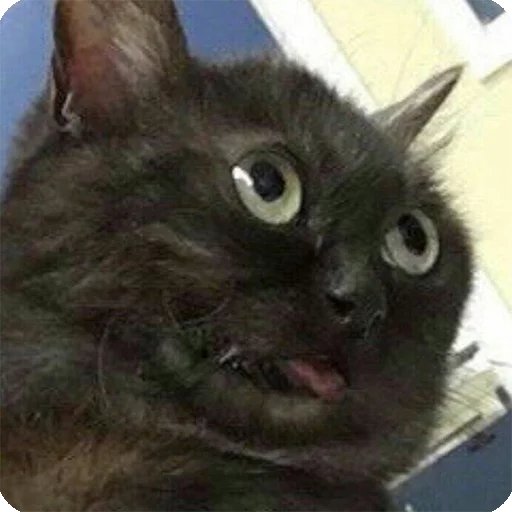 🙄 Стикер «Animals?» для Telegram