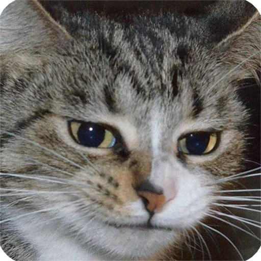 😶 Стикер «Animals?» для Telegram