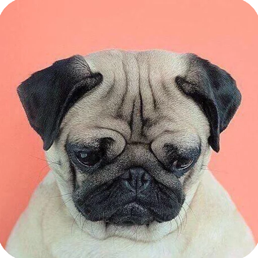😔 Стикер «Animals?» для Telegram